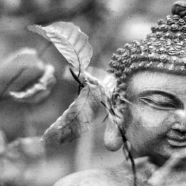buddha secrets