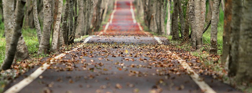 Dead Leaves