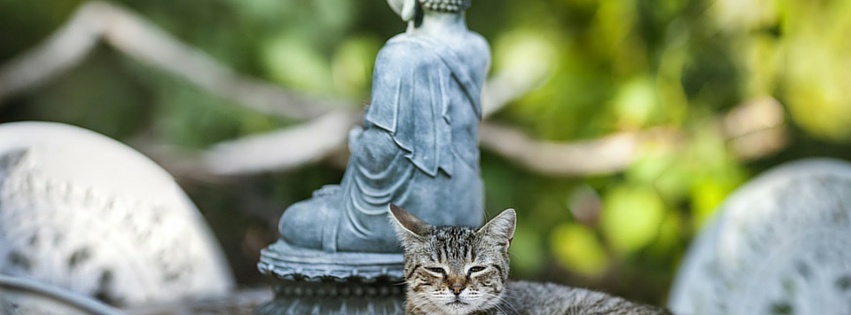 Monk’s Cat